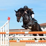 horse-721136_1920