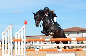 horse-721136_1920